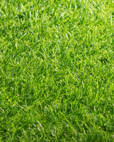 Pasto Sintético Ornamental Basic 15mm