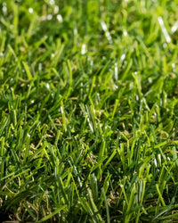 Pasto Sintético Ornamental Basic Prime 15mm