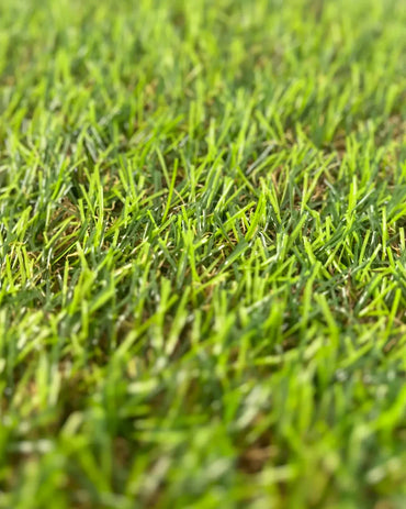 Pasto Sintético Vivo 20mm